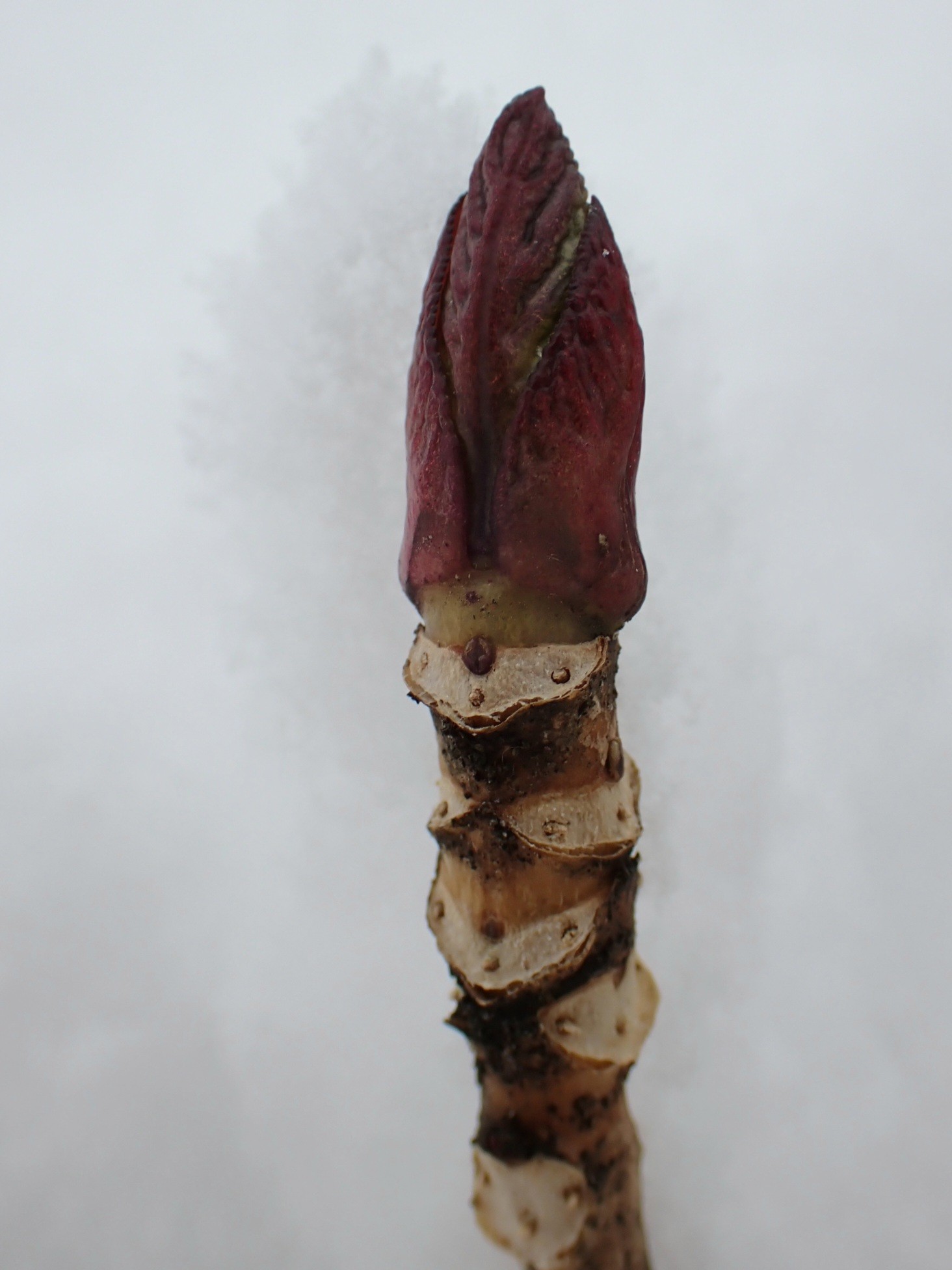 新年のご挨拶を申し上げます。